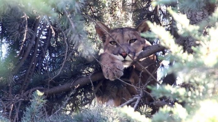 El momento en que el puma rescatado es liberado en la Cordillera de Los Andes