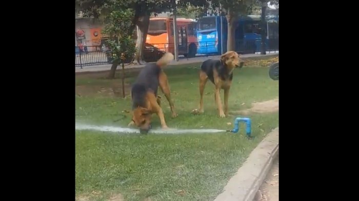 “Es que teníamos sed”: La tremenda embarrada que dejaron unos perros callejeros por querer tomar agua