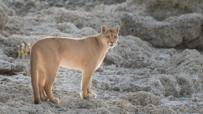 Indignación causa el asesinato de un puma en el Parque Nacional Pali Aike