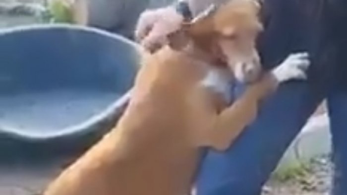 El perro abandonado que robó el corazón de un periodista cuando hacía un reportaje: Decidió adoptarlo