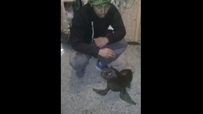 La emotiva historia de “Esperanza”: Familia pide ayuda para lobita marina que rescató y que ahora vive en su casa