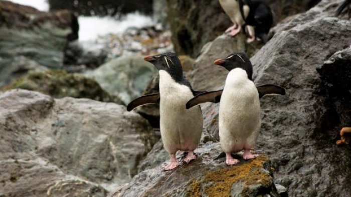 Chile es el hogar del área protegida más austral de América