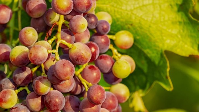 Estimulan los riñones y combaten el envejecimiento: Las beneficios que puedes obtener del consumo de uvas