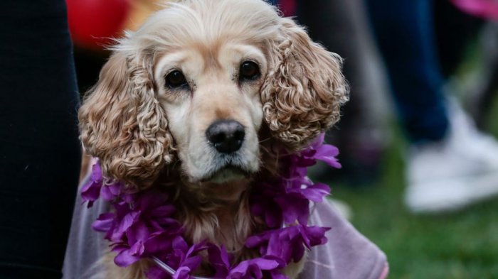 Ley Cholito: Hasta el 12 de febrero hay plazo para inscribir a tu perrito en el Registro Nacional de Mascotas