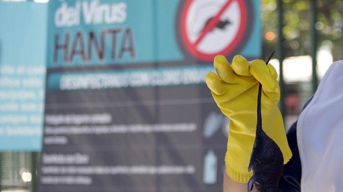 Dos mujeres se contagiaron con virus Hanta en camping del Bío Bío: Una de ellas falleció