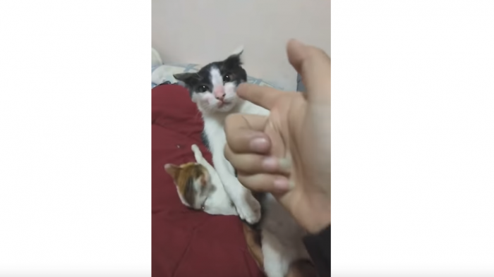 Y el Oscar es para...: Gatito se luce haciéndose el muerto cuando su dueña le 