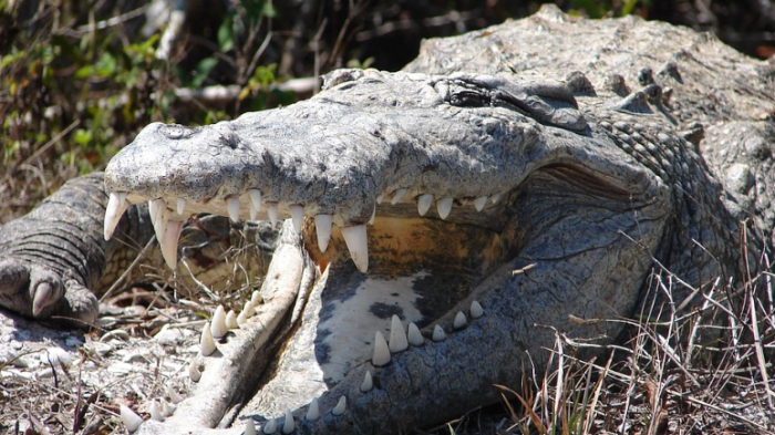 Hombre mordió reiteradamente a un cocodrilo para rescatar a su hijo de las fauces del animal
