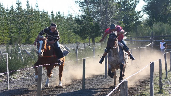 Carrera a la chilena terminó en tragedia: Niño de 12 años falleció degollado