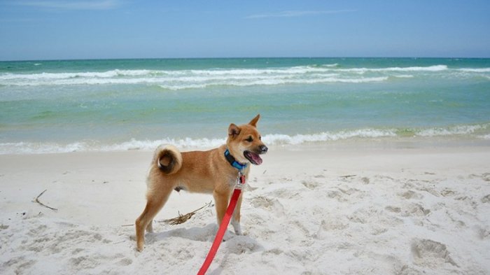 Los perros cuentan con su primera playa exclusiva: Está habilitada en Santo Domingo