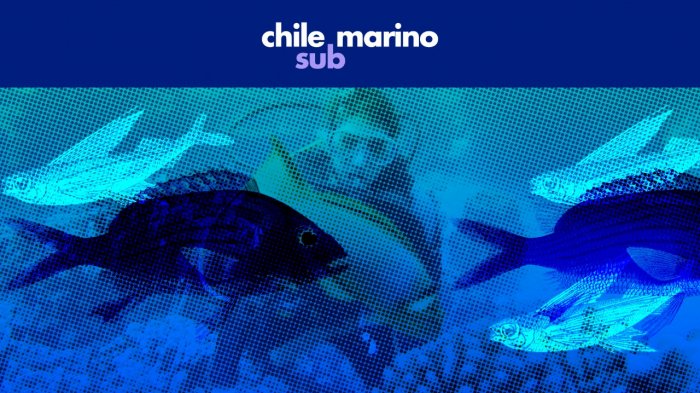 Buceo para todos: El Chile que espera ser descubierto bajo el mar