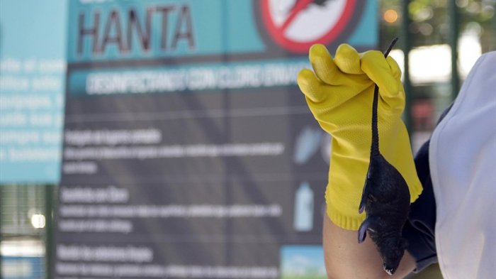 Nombran hija ilustre de Puerto Montt a doctora que creó una cura para el virus hanta