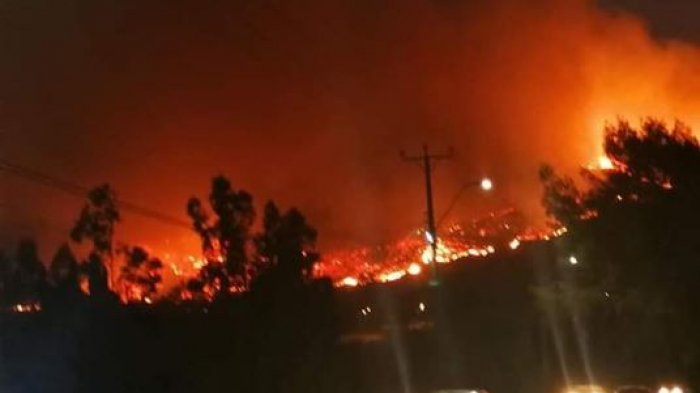 Carahue bajo el fuego: Habitantes piden ayuda para combatir incendio forestal