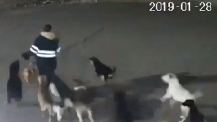 Vuelco en caso de supuesto femicidio: Video revela que mujer murió atacada por 10 perros callejeros