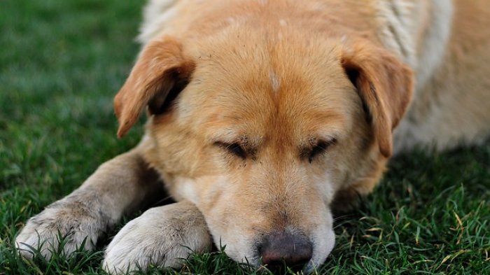 Veterinario operaba perros para meterles heroína en el estómago por orden de narcos