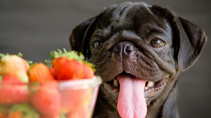 10 frutas que le puedes dar de comer a tu perro