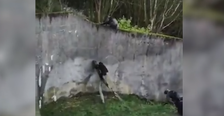 Chimpancés usaron ramas para construir escalera y escapar de zoológico