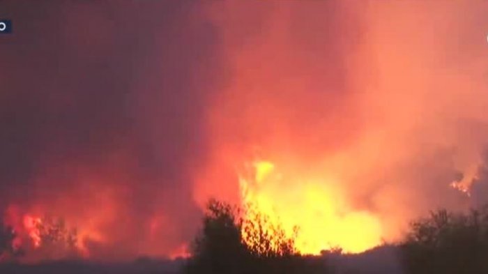 Declaran alerta amarilla en provincia de Concepción por incendios forestales: Investigan intencionalidad