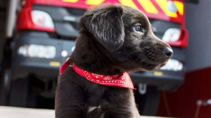 Ahora le buscan nombre en Facebook: La historia de la perrita abandonada que bomberos rescató