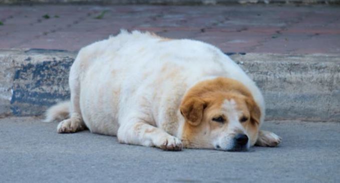 1 de cada 3 perros es obeso en Chile: ¿Cómo combatir el sobrepeso en los animales?