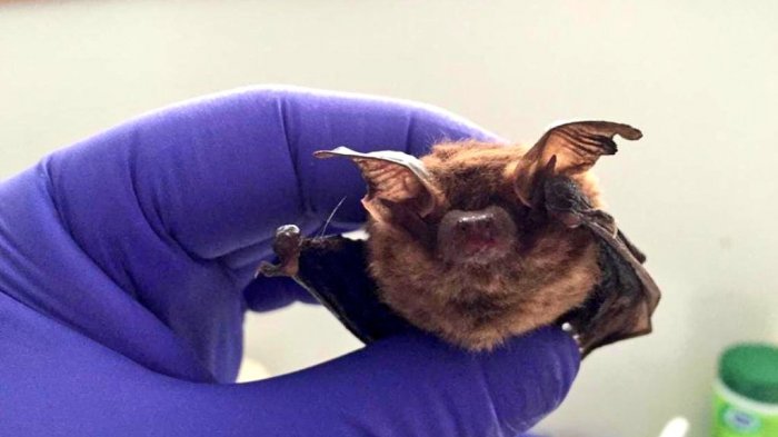 Confirman tercer caso de murciélago con rabia en Valdivia