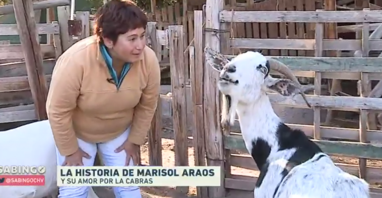 Sabingo nos mostró el manjar de leche de cabra
