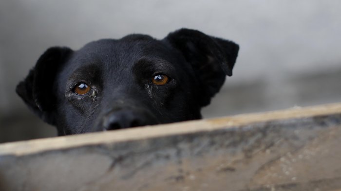 Encuentran 19 perros muertos en las calles de Calama con veneno para ratas