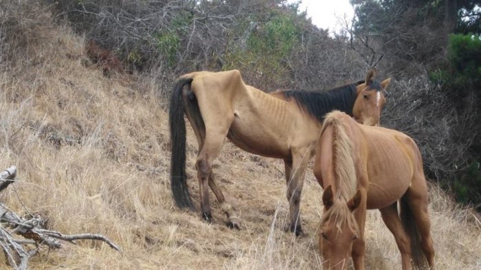 Denuncian caso de maltrato animal: Caballos desnutridos fueron encontrados en sector rural de Papudo