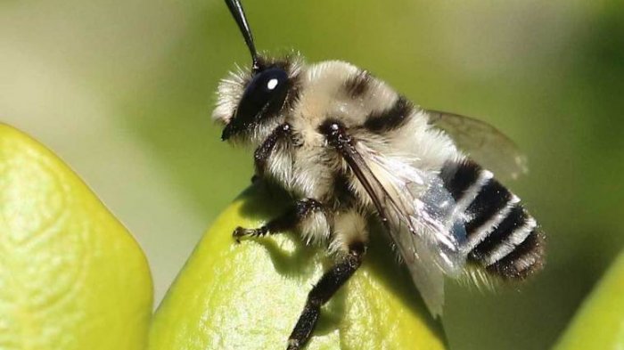 Del porte de un pulgar: Fotografiaron a 