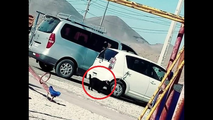 Cruel maltrato animal a perro que fue arrastrado por varias cuadras desde automóvil con una correa