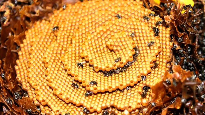 Los genes de limpieza que podrían ayudar a evitar la extinción de las abejas