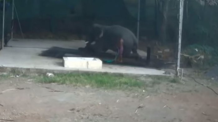 Elefante aplastó a cuidador que le pegaba mientras lo bañaba