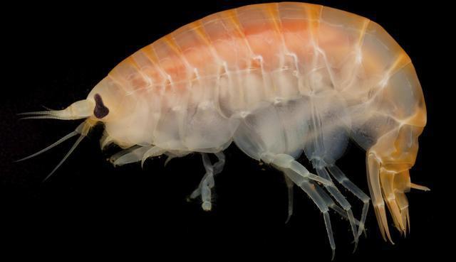 Encuentran plástico en los estómagos de los animales que viven en las zonas más profundas del océano