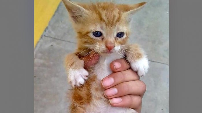 El regreso de Peluchín Entertainment: Acusan a seguidora de controvertido youtuber por torturar a un gato