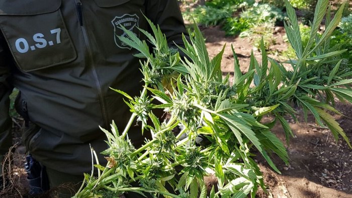 Se veían por la ventana: Detienen a vocalista de La Gran Magia Tropical por posesión de plantas de marihuana