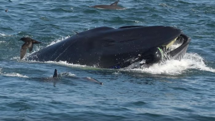 El impresionante registro de una ballena que se traga a un buzo que logra vivir para contarlo