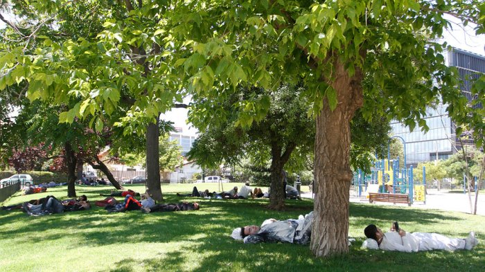 ¡Santiago se queda sin árboles! Urge triplicar su número para enfrentar los efectos del cambio climático