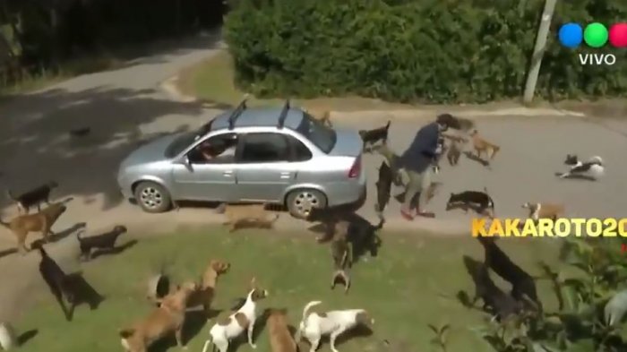 Peligroso para él, chistoso para nosotros: Periodista es acorralado por jauría de perros y del susto se subió a un auto