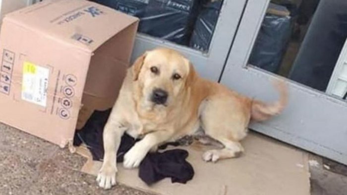 La conmovedora historia de Toto: Al igual que Hachiko, espera a su dueño afuera del hospital donde murió