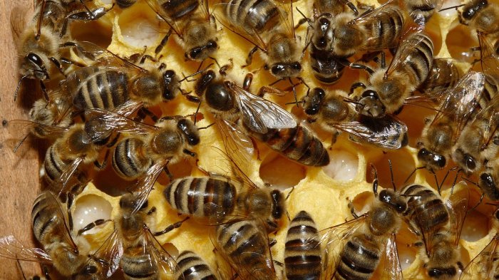 Las abejas machos sólo sirven para aparearse: 10 sociedades matriarcales del reino animal que debes conocer