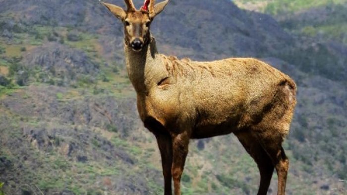 Proyecto de ley quiere dejar de tratar a la flora y fauna de nuestro país como objetos