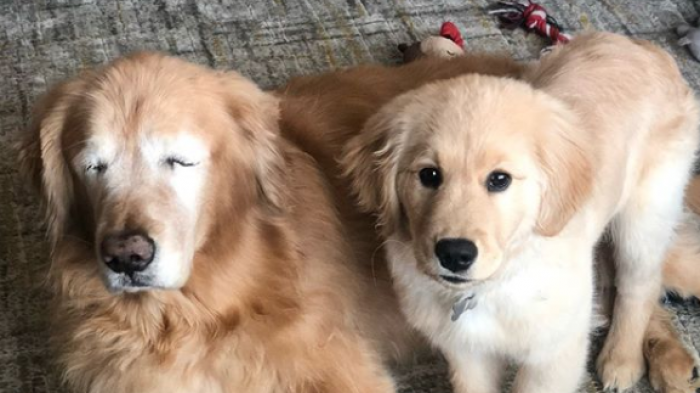 Perrito ciego consiguió su propio guía: La adorable historia Charlie y Mav que conmueve en Instagram
