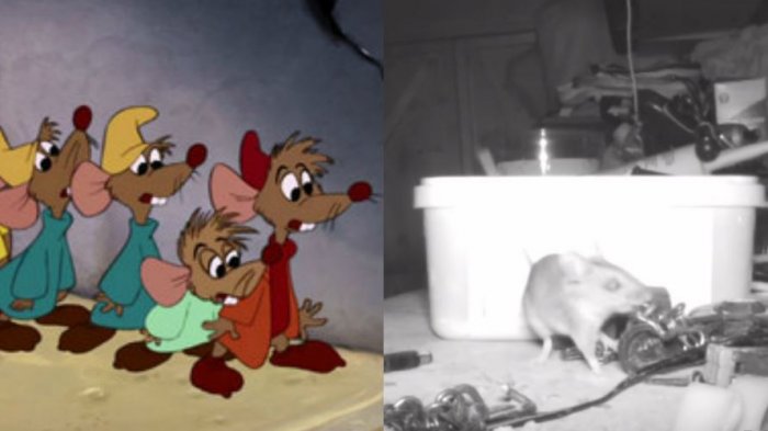 Como en La Cenicienta: Captan a ratón ordenando los objetos de un adulto mayor en un cobertizo