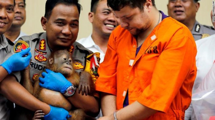 Drogaron y metieron dentro de una maleta a un orangután bebé para traficarlo