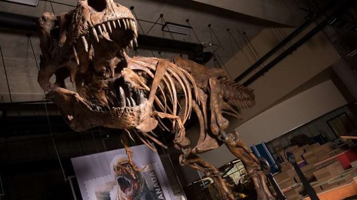 Enorme esqueleto de Tiranosaurio rex sugiere que los dinosaurios eran aun más grandes de lo que creíamos