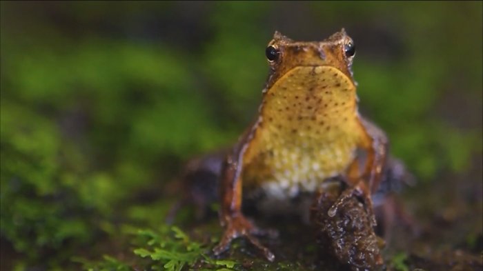 El letal hongo que amenaza con la vida de los anfibios en el mundo