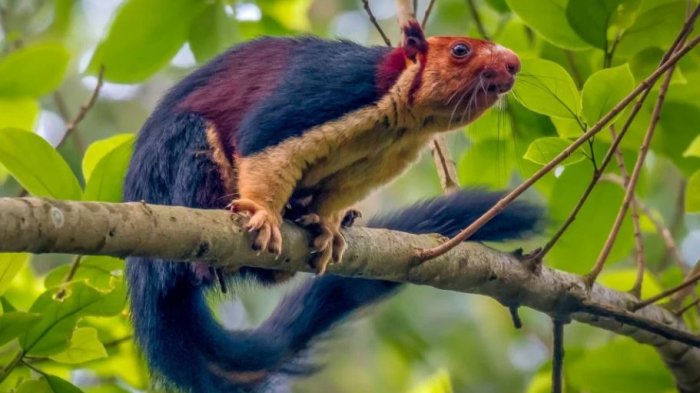 Hermoso y desconocido: Las sorprendentes imágenes que dejó una extraña y gigante ardilla multicolor
