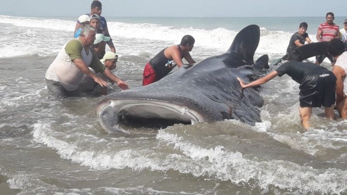 Pescadores y turistas devolvieron al mar a gigante tiburón ballena