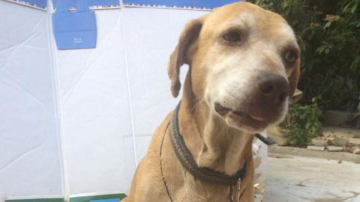 Perrito sigue dando la pelea: Vende flanes y brownies para pagar su quimioterapia