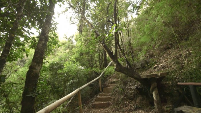 MOP no hizo estudio de impacto ambiental: El proyecto costero que haría peligrar bosque nativo de Valdivia