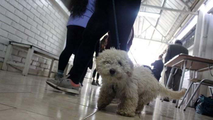 Perrito poodle murió baleado en Lota: Su dueña acusa que fue su vecino
